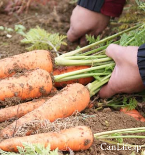 にんじん畑