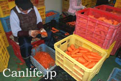 にんじんジュースの皮むきの様子１