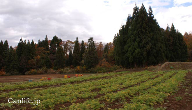 にんじんジュースのにんじん畑、収穫期になり葉が黄色くなってきた様子