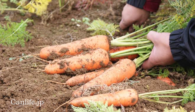 にんじんジュースのにんじんを収穫している様子