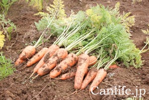 にんじんジュースのにんじんを収穫1
