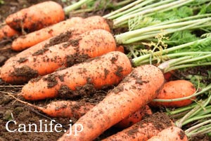 にんじんジュースのにんじんを収穫3