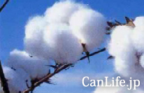 綿わた